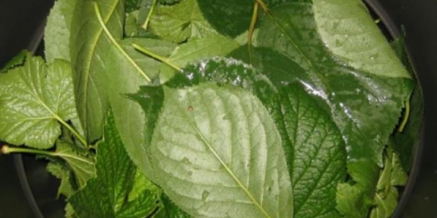 Liker od kupina sa listovima trešnje